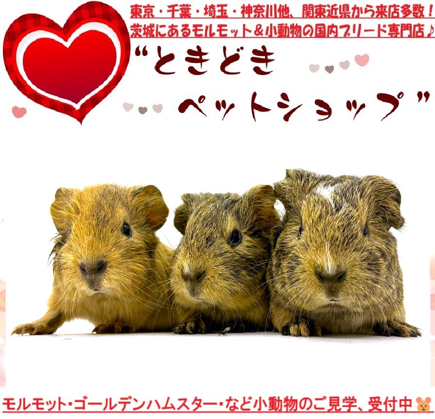 イングリッシュモルモット販売(3姉妹)｜モルモット・ゴールデンハムスター販売・小動物専門ブリーダーときどきペットショップ