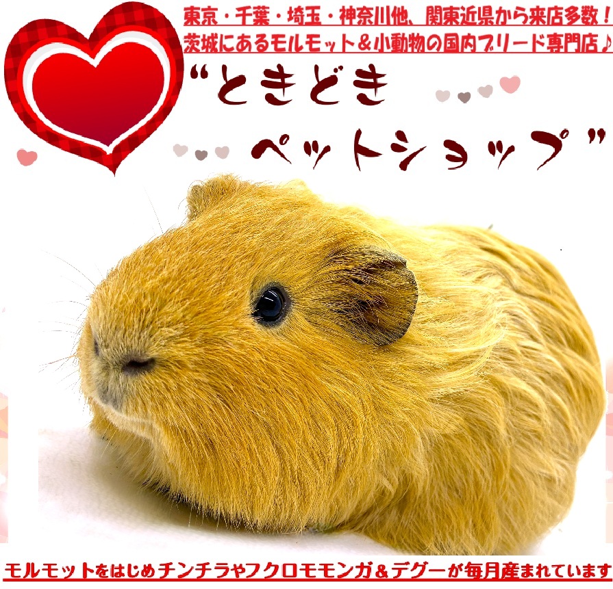 シェルティモルモット売約済み（クリーム、茶色）｜シェルティモルモット販売・ブリーダー直譲【ときどきペットショップ】