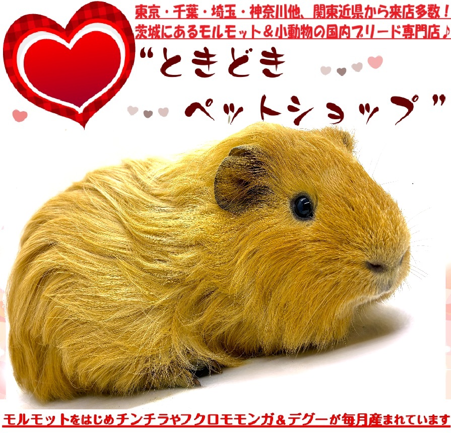 シェルティモルモット売約済み（クリーム、茶色）｜シェルティモルモット販売・ブリーダー直譲【ときどきペットショップ】