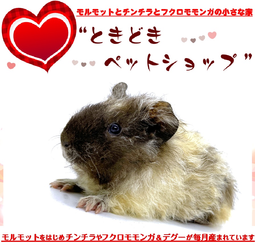 お迎えいただいたテディモルモット（黒白）｜テディモルモット販売・ブリーダー直譲【ときどきペットショップ】
