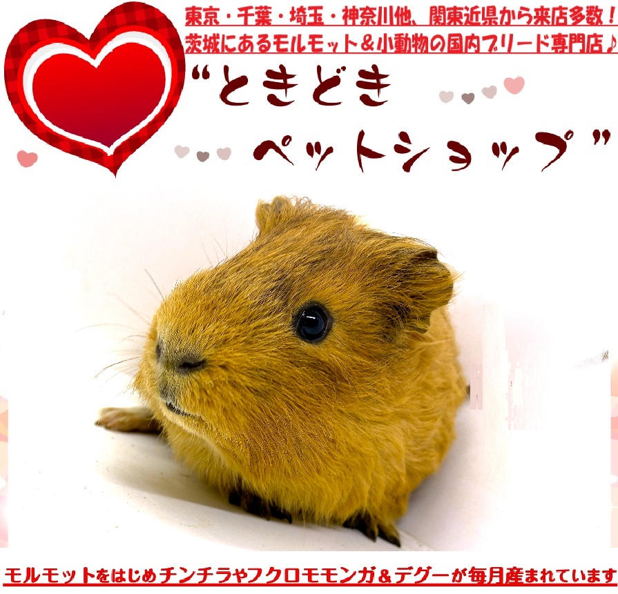 モルモット販売済み（イングリッシュモルモット、茶色、単色）｜モルモット販売・小動物専門ブリーダー【ときどきペットショップ】