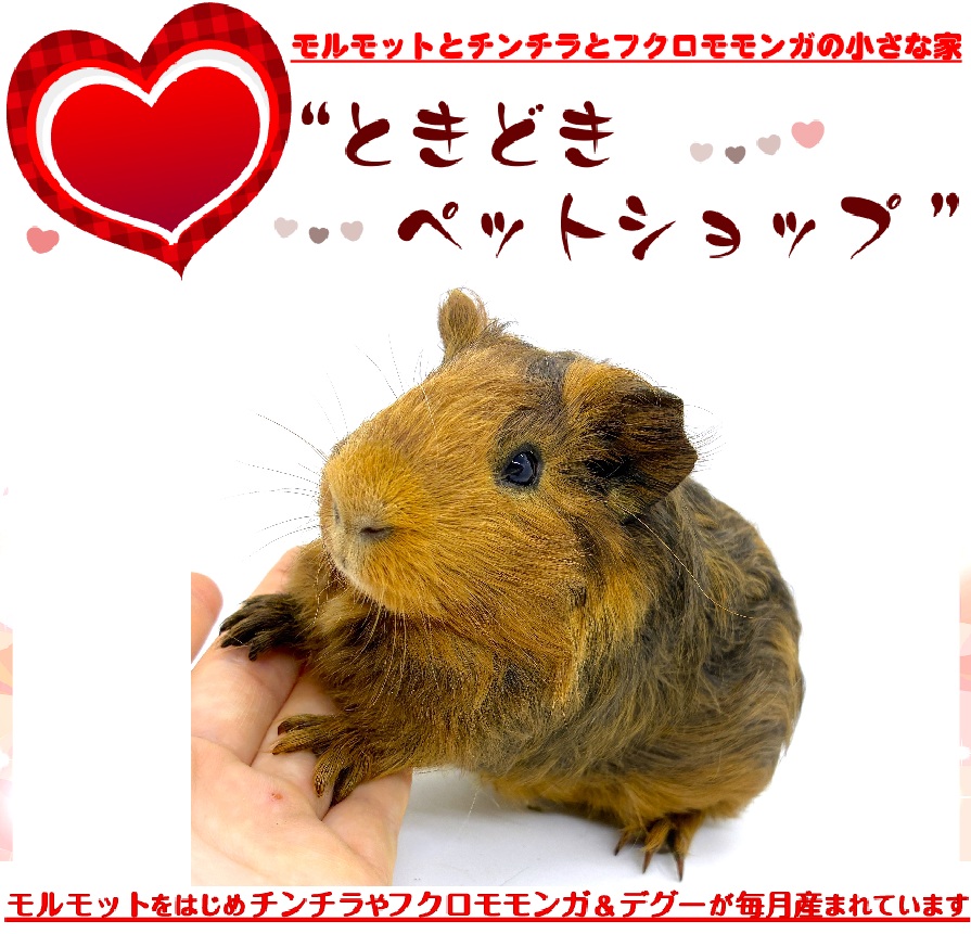 お迎えいただいたシェルティモルモット（茶、オレンジ）｜シェルティモルモット販売・ブリーダー直譲【ときどきペットショップ】