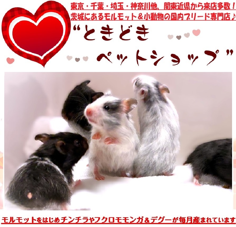 ゴールデンハムスター（シリアンハムスター）希少カラーのドミナントスポット販売｜ゴールデンハムスター(シリアンハムスター)・小動物専門店ときどきペットショップ