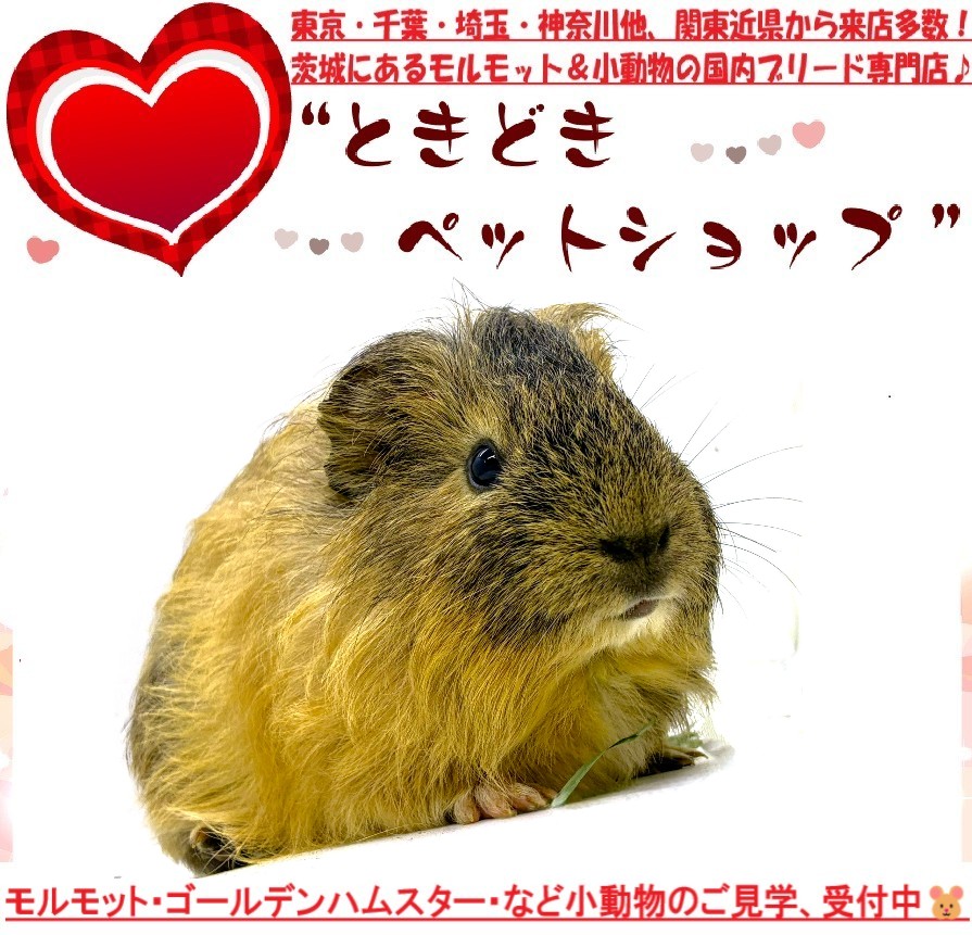 シェルティモルモット販売（クリーム）｜モルモット・ゴールデンハムスター販売・小動物専門ブリーダーときどきペットショップ
