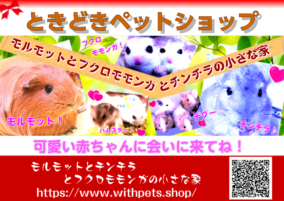 YouTube開設しました！モルモット・小動物たちの可愛い「癒やし動画」をお届けします♪