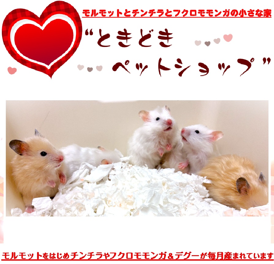 ゴールデンハムスター売約済み（シリアンハムスター）キンクマ、アイボリー｜ゴールデンハムスター（シリアンハムスター）・小動物専門店ときどきペットショップ