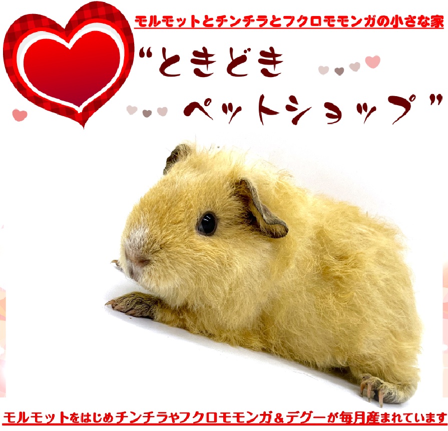 お迎えいただいたテディモルモット｜テディモルモット販売・ブリーダー直譲【ときどきペットショップ】