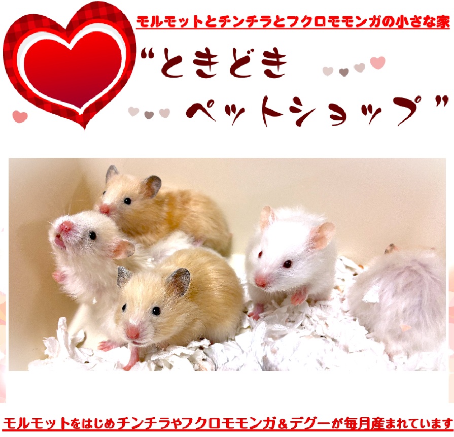 ゴールデンハムスター売約済み（シリアンハムスター）キンクマ、アイボリー｜ゴールデンハムスター（シリアンハムスター）・小動物専門店ときどきペットショップ