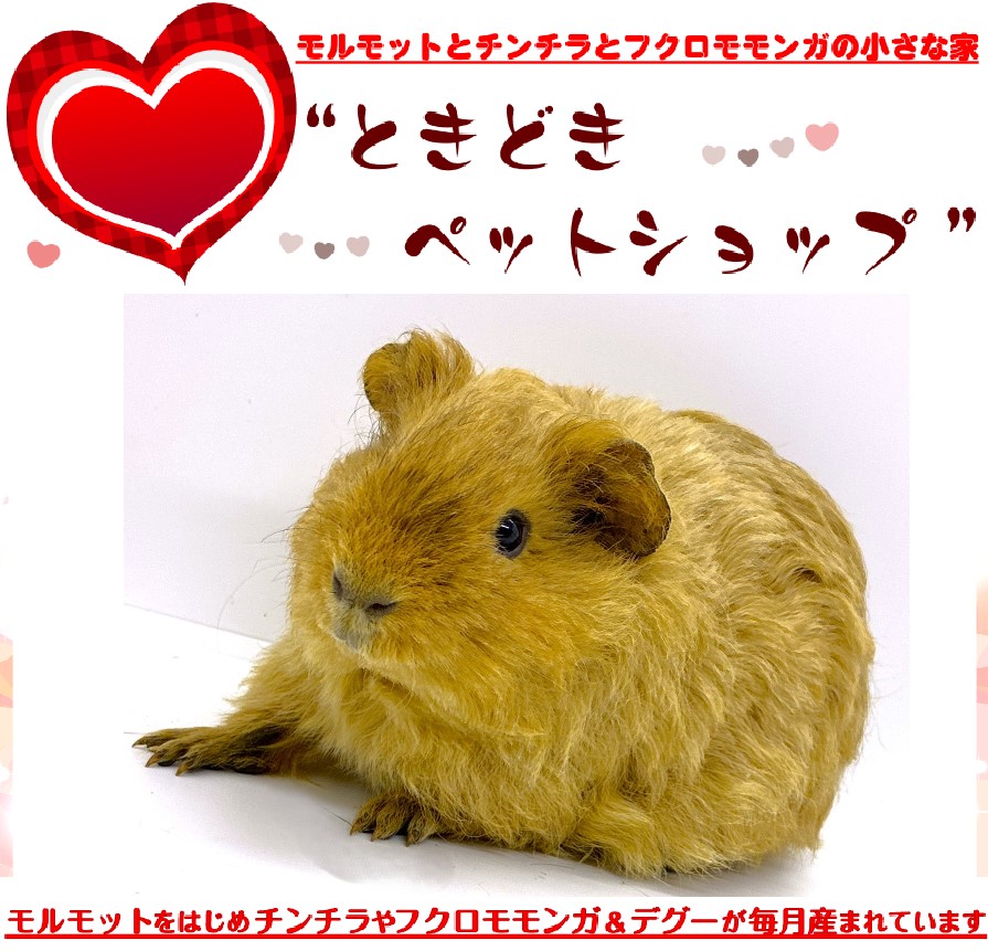 お迎えいただいたテディモルモット（茶色、男の子）｜テディモルモット販売・ブリーダー直譲【ときどきペットショップ】
