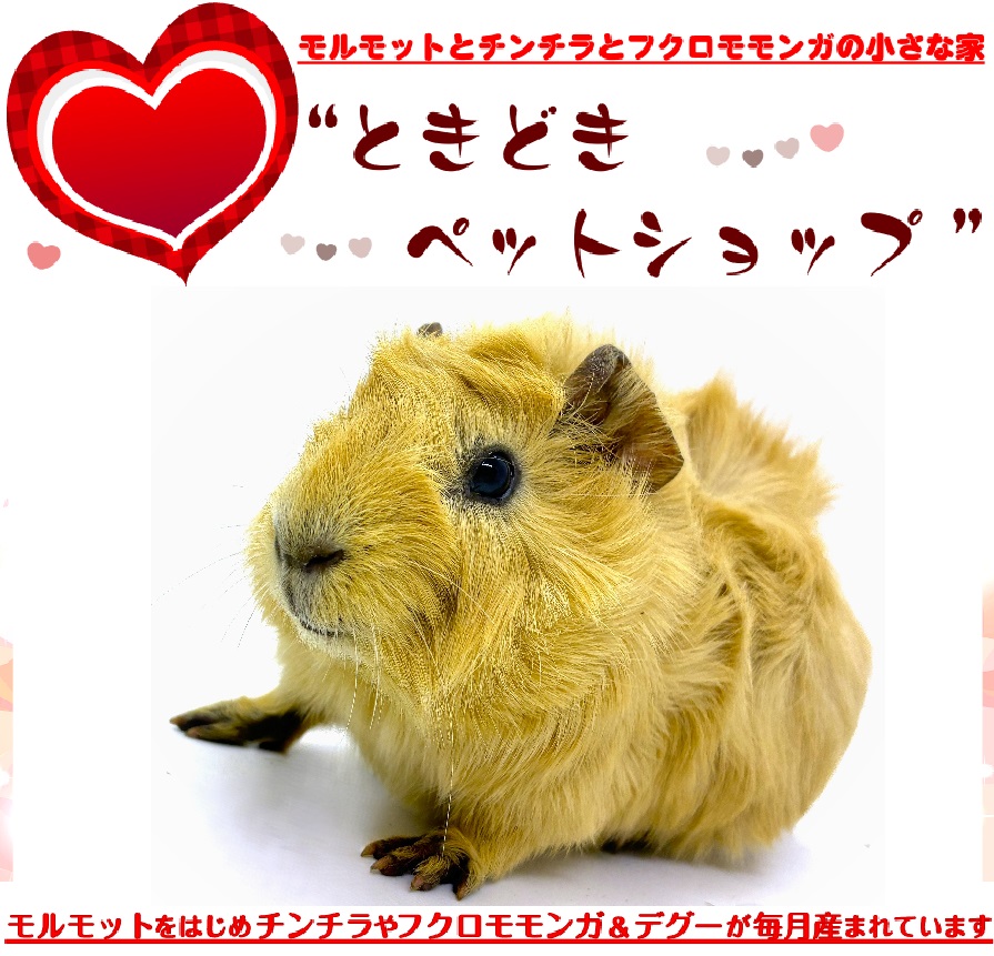 お迎えいただいたアビシニアンモルモット（クリーム、茶色）｜アビシニアンモルモット販売・ブリーダー直譲【ときどきペットショップ】）