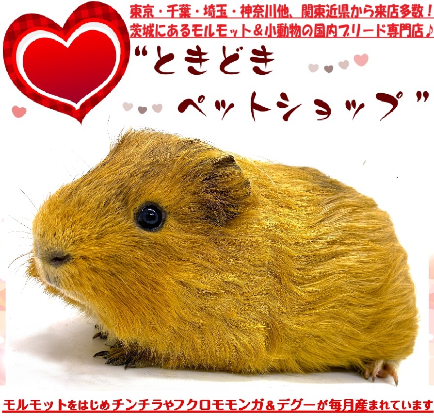 モルモット「もぐもぐタイム」