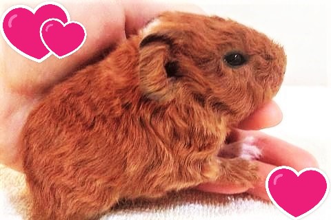 モルモットかわいいテディモルモット
