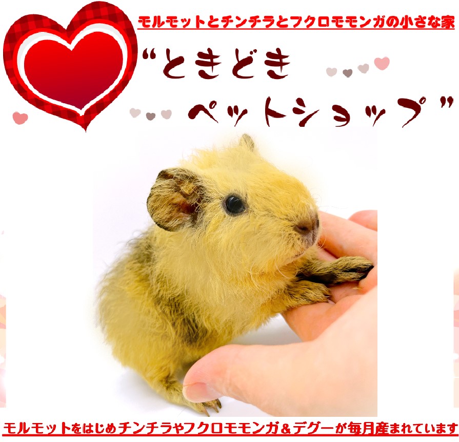 お迎えいただいたテディモルモット（茶色）｜テディモルモット販売・ブリーダー直譲【ときどきペットショップ】