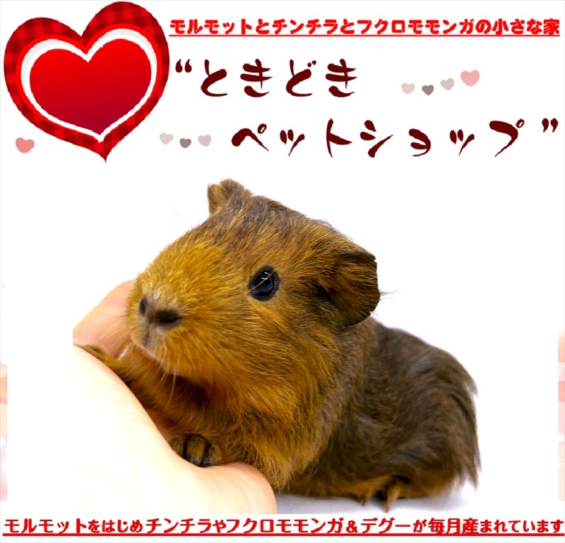 お迎えいただいたシェルティモルモット（茶、オレンジ）｜シェルティモルモット販売・ブリーダー直譲【ときどきペットショップ】