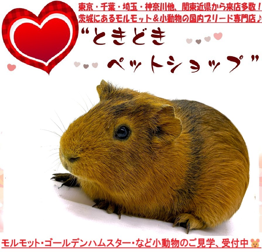 モルモット（イングリッシュモルモット）販売｜モルモット・小動物専門ブリーダー【ときどきペットショップ】