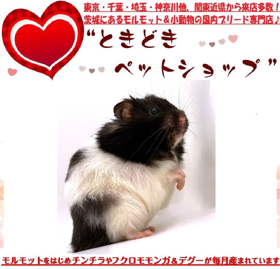 ゴールデンハムスター（シリアンハムスター）ブラックバンデッド売約済み｜ゴールデンハムスター・小動物専門ブリーダー直営店【ときどきペットショップ】