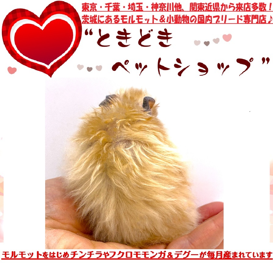 【ゴールデンハムスター生体情報更新】サテン・長毛のゴールデンハムスター最新販売情報を更新しました♪