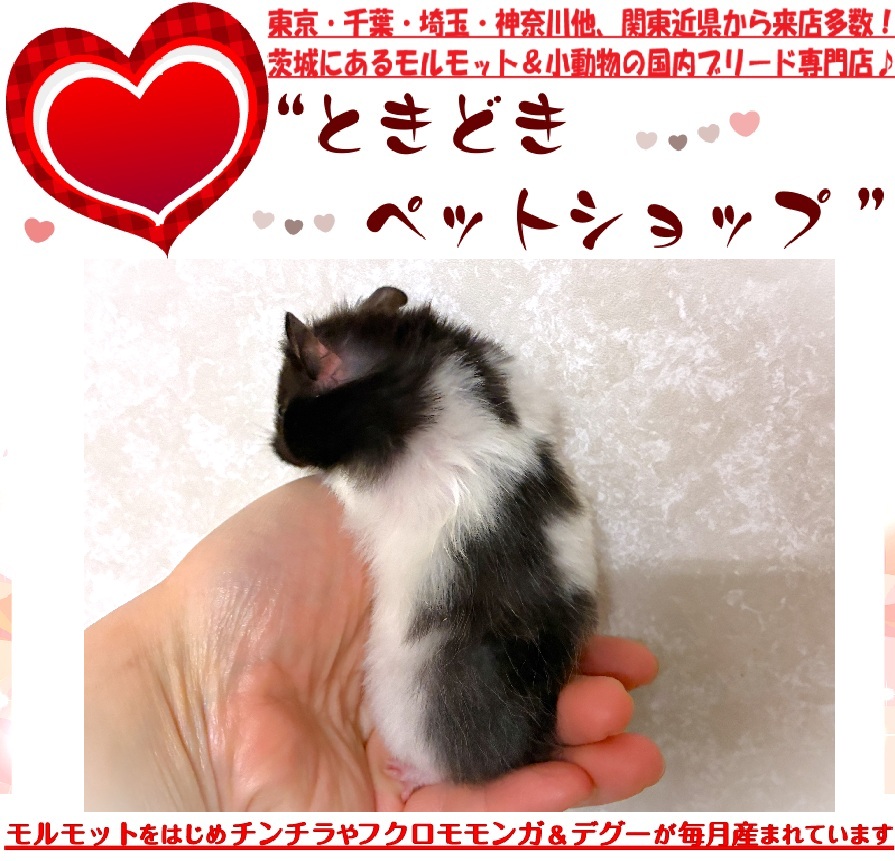 ゴールデンハムスターのブラックバンデッド（白黒）