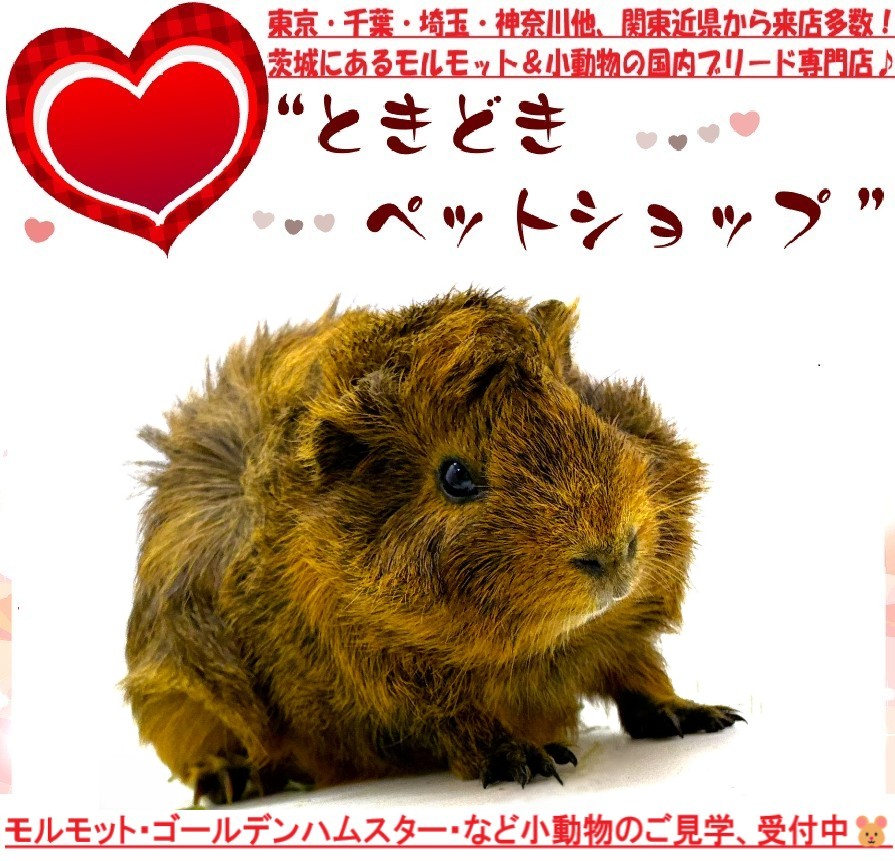 アビシニアンモルモット販売（茶色、チョコ）｜モルモット・ゴールデンハムスター販売・小動物専門ブリーダーときどきペットショップ