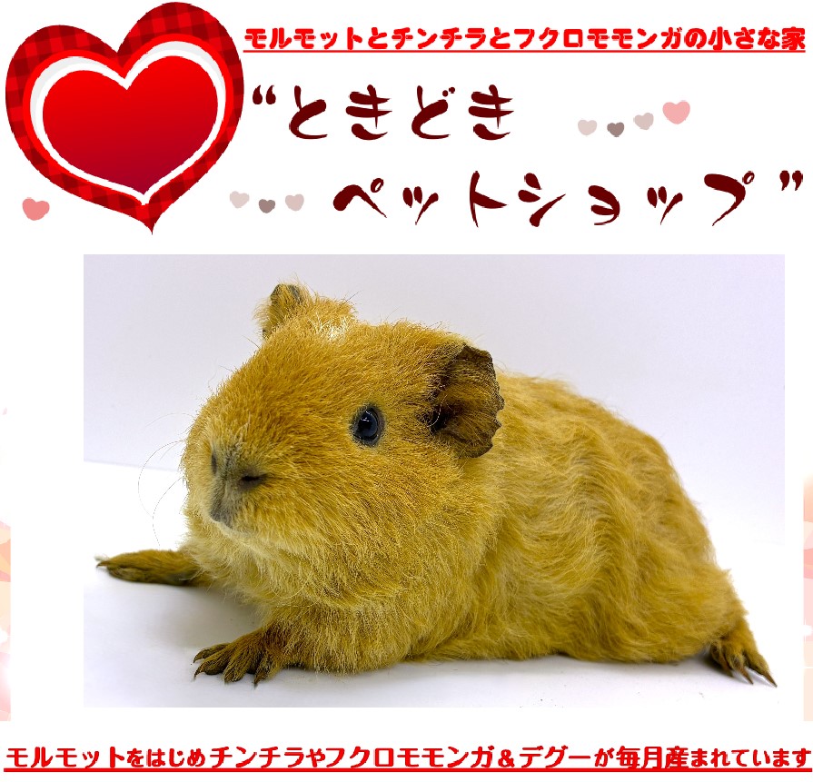 テディモルモット売約済み（茶色、男の子）｜テディモルモット販売・ブリーダー直譲【ときどきペットショップ】