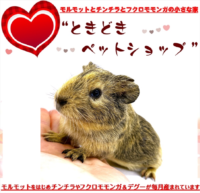 お迎いただいたイングリッシュモルモット｜イングリッシュモルモット販売・ブリーダー直譲【ときどきペットショップ】