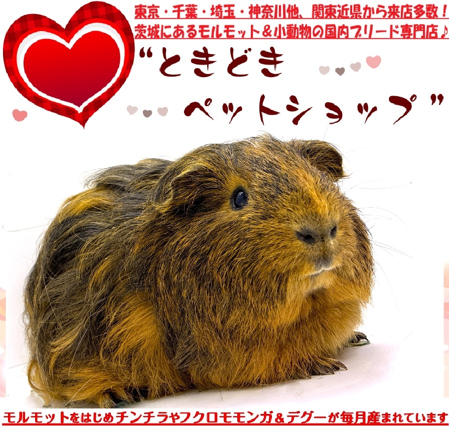 お迎えいただいたシェルティモルモット（茶、オレンジ）｜シェルティモルモット販売・ブリーダー直譲【ときどきペットショップ】