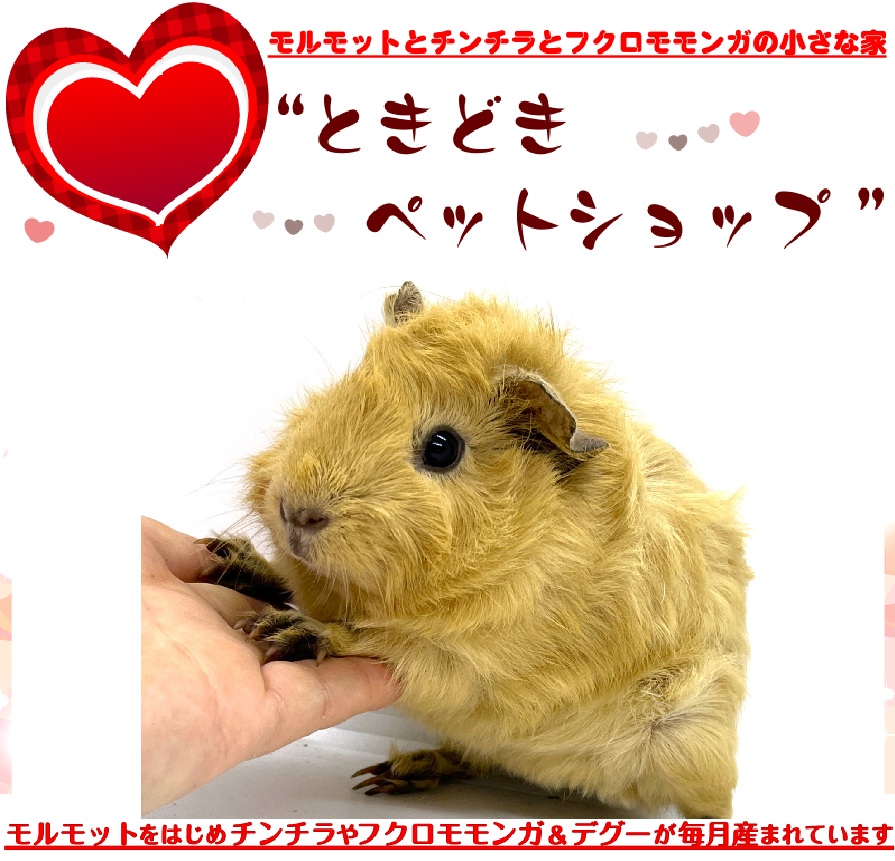 お迎えいただいたアビシニアンモルモット（６月３０日生まれ）｜アビシニアンモルモット販売・ブリーダー直譲【ときどきペットショップ】