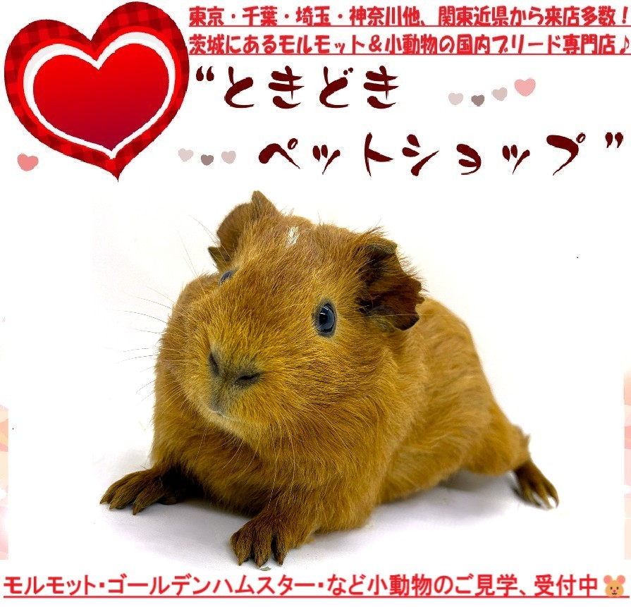 モルモット（イングリッシュモルモット）販売｜モルモット・小動物専門ブリーダー【ときどきペットショップ】