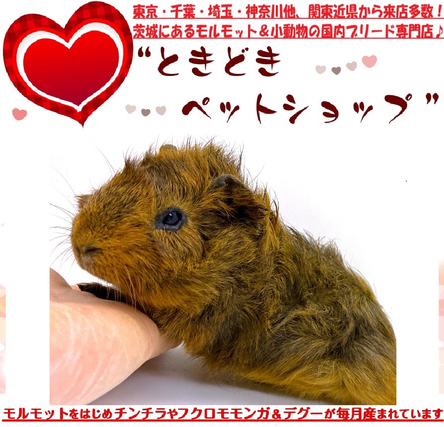 モルモット赤ちゃん「チモシー VS なでなで」byアビシニアンモルモット