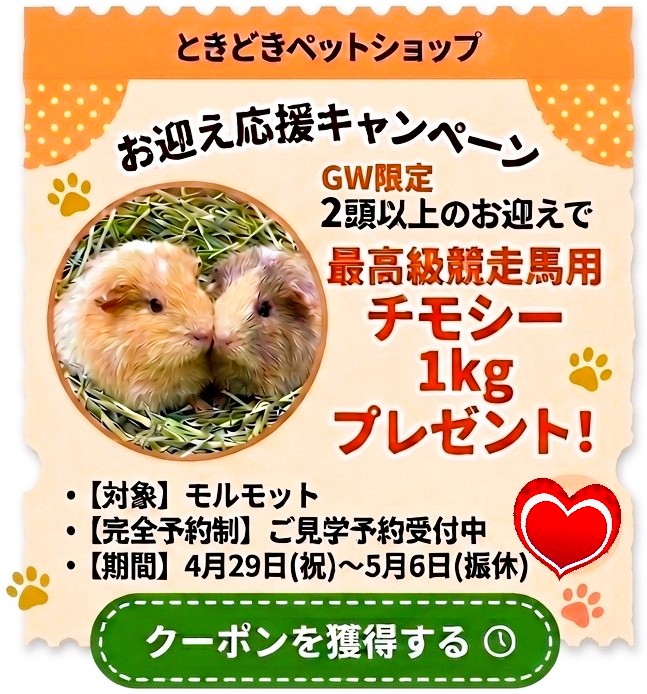 モルモット販売ゴールデンウイーク限定クーポン・キャンペーン｜モルモット販売・小動物専門ブリーダー【ときどきペットショップ】