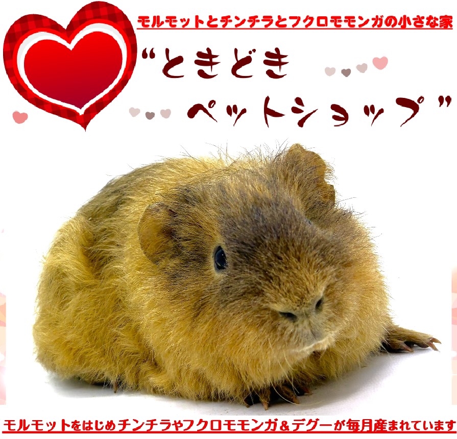 お迎えいただいたテディモルモット（茶色）｜テディモルモット販売・ブリーダー直譲【ときどきペットショップ】