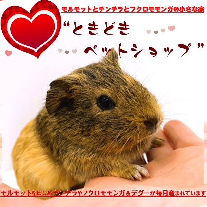 イングリッシュモルモットの「もぐもぐタイム」クリクリおめめにキュン♪