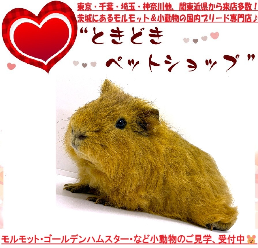 テディモルモット販売（茶色）｜モルモット・ゴールデンハムスター販売・小動物専門ブリーダーときどきペットショップ