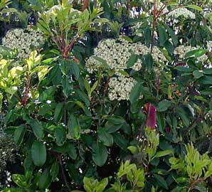 photinia fraseri red robin mehrstämmig Glanzmispel – Photinia ‘Red Robin’ (Mehrstämmig)
