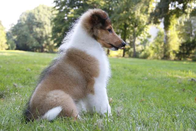 Rough Collie Puppies 8 Weeks Collie Welpen 8 Wochen Stock Photo Alamy