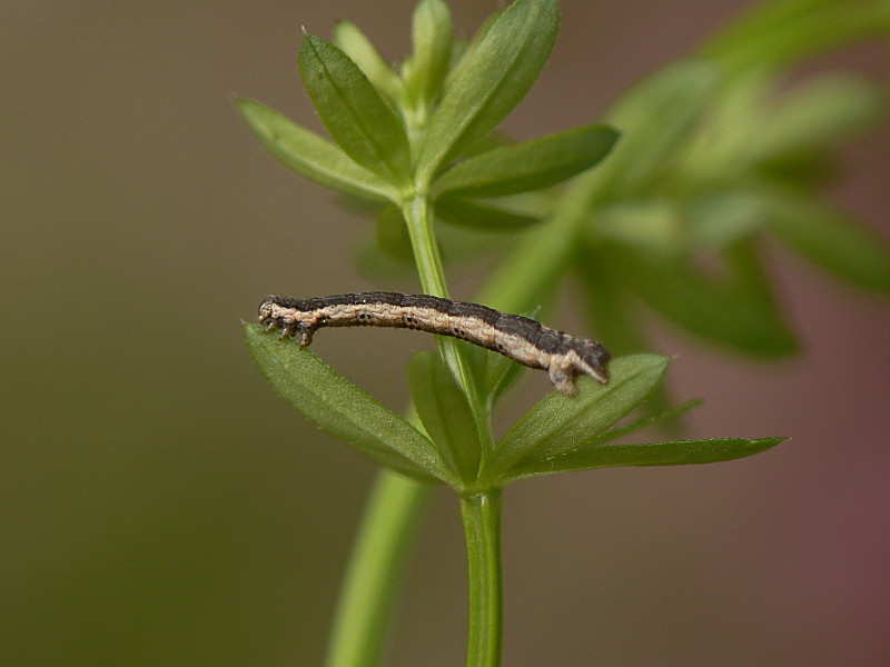 Xanthorhoe fluctuata (GartenBlattspanner) naturschmetterlinge in