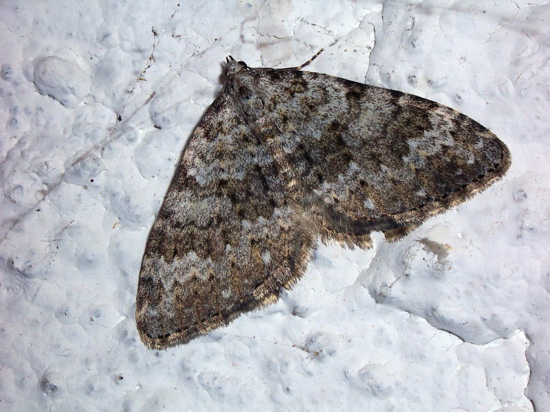 Coenotephria salicata (Kleiner Felsen-Bindenspanner) - natur