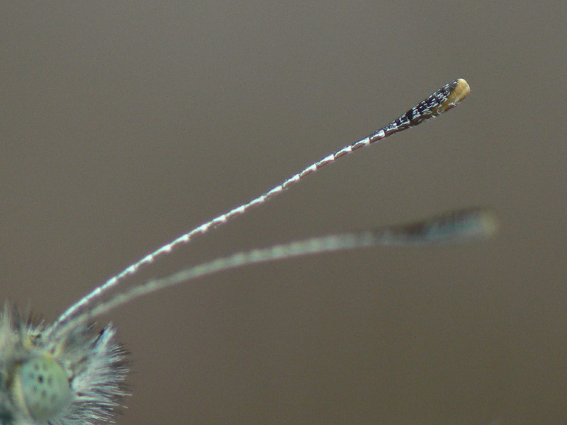 Pieris rapae (Kleiner Kohlweissling, Fühlerdetail) / CH BE Hasliberg 1050 m, 02. 04. 2012