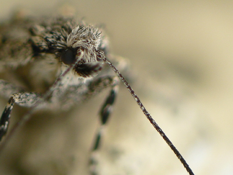 Diurnea fagella Weibchen Fühlerdetail