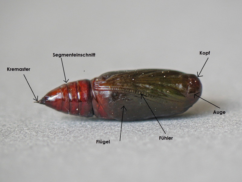 Die Schmetterlingspuppe naturschmetterlinge in der Natur