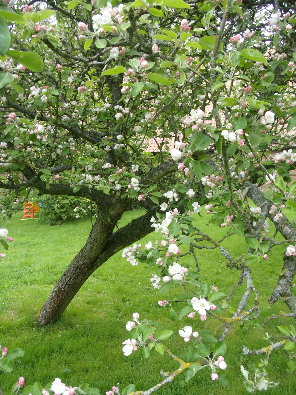 Frühlingsblüte der Apfelbäume