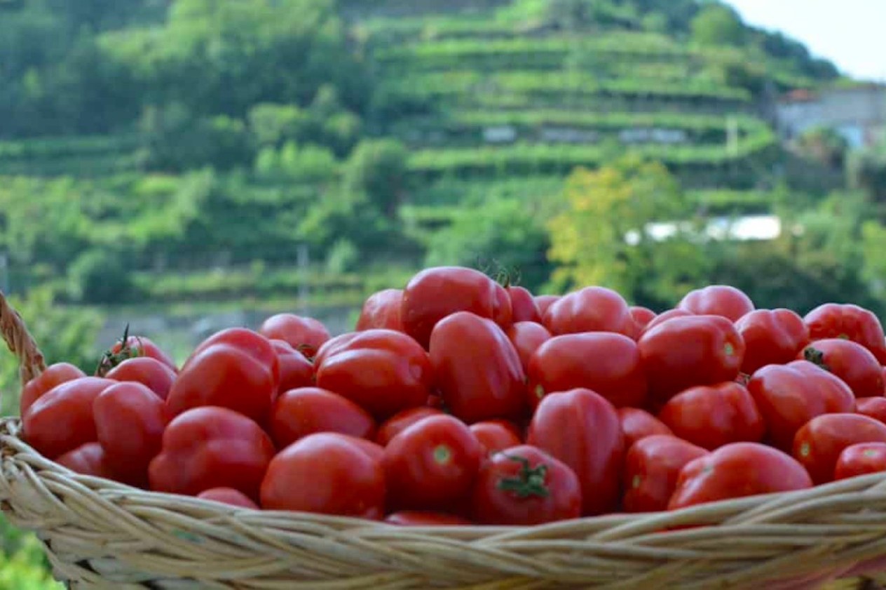 The Amalfi Coast home to the famous King Umberto Tomato!
