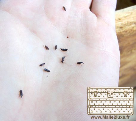 Charançon du bois Ce n'est pas un insecte aussi dangereux que la termite, le capricorne, ou la vrillette. Toutefois, il faut s'en débarrasser au plus vite car chaque jour qui passe condamne un peu plus cette malle.