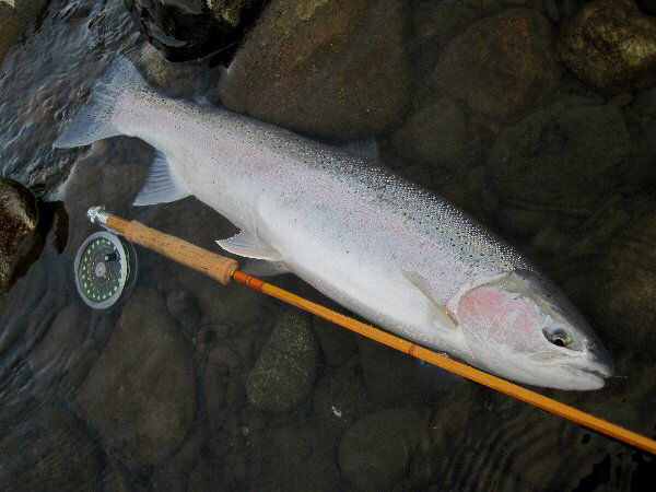days - Steelhead Journal days - Steelhead Journal