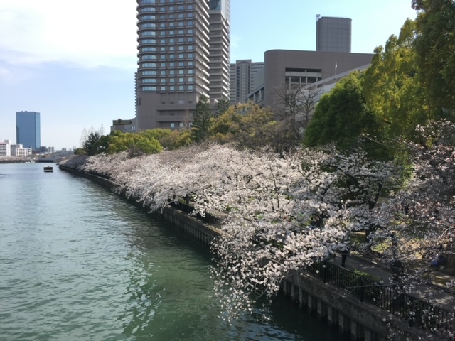 夜桜と昼の桜