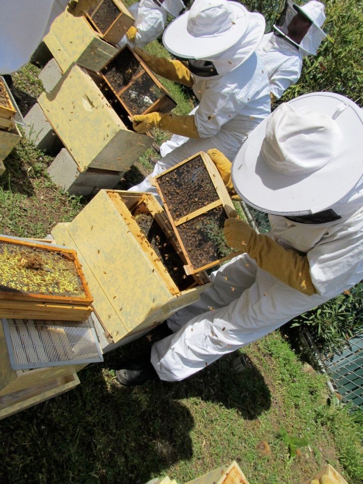 Beginner & Advanced Beekeeping Classes HandsOn in the Hive SF Honey