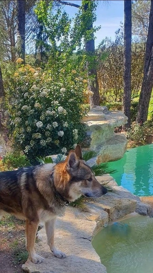 chien piscine