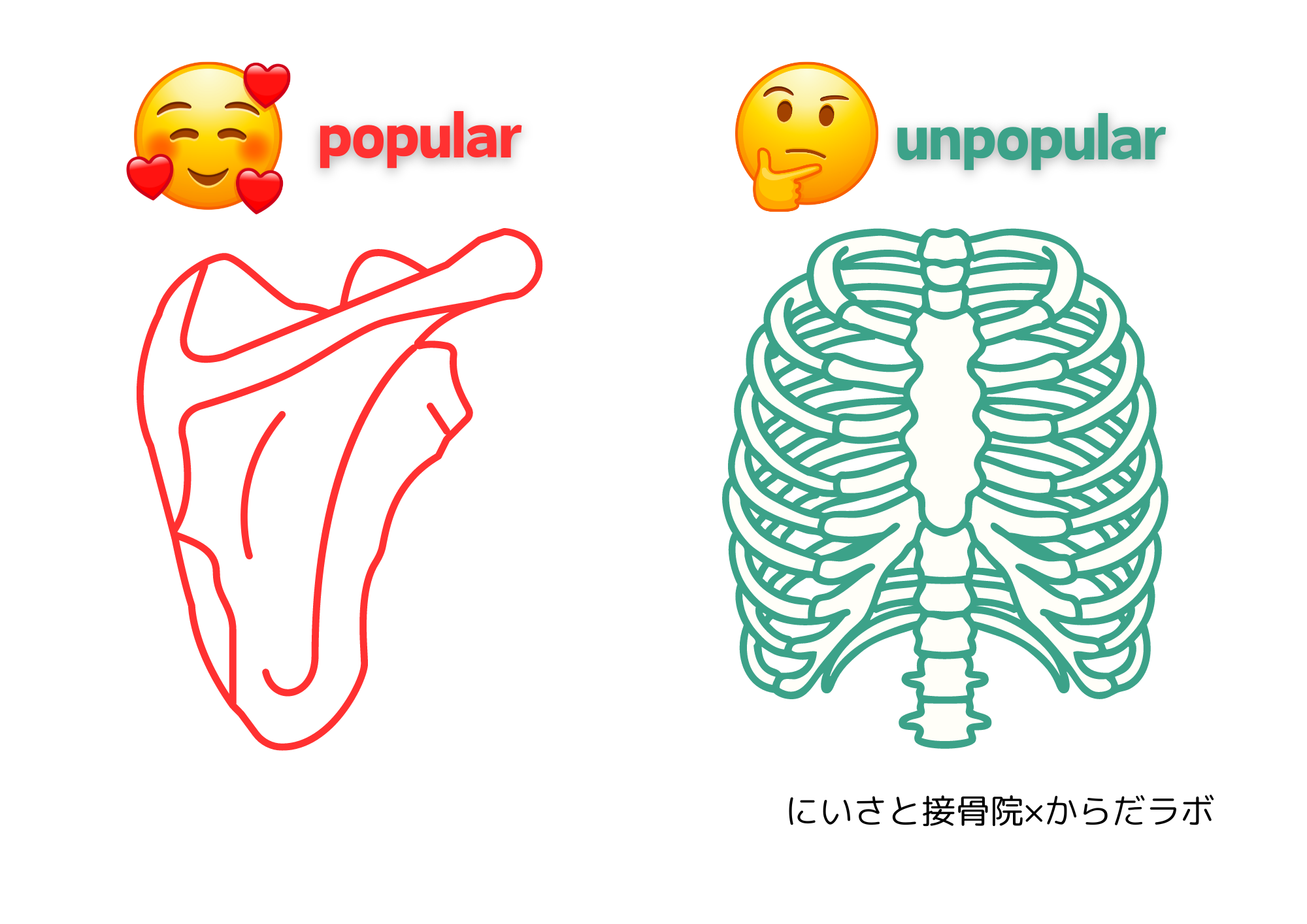 "肩甲骨の神話"に囚われず、「胸郭」にも目を向けよう