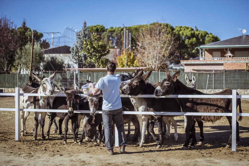 Burrolandia, la escapada perfecta con niños (¡y burros!) 3 Burrolandia | image
