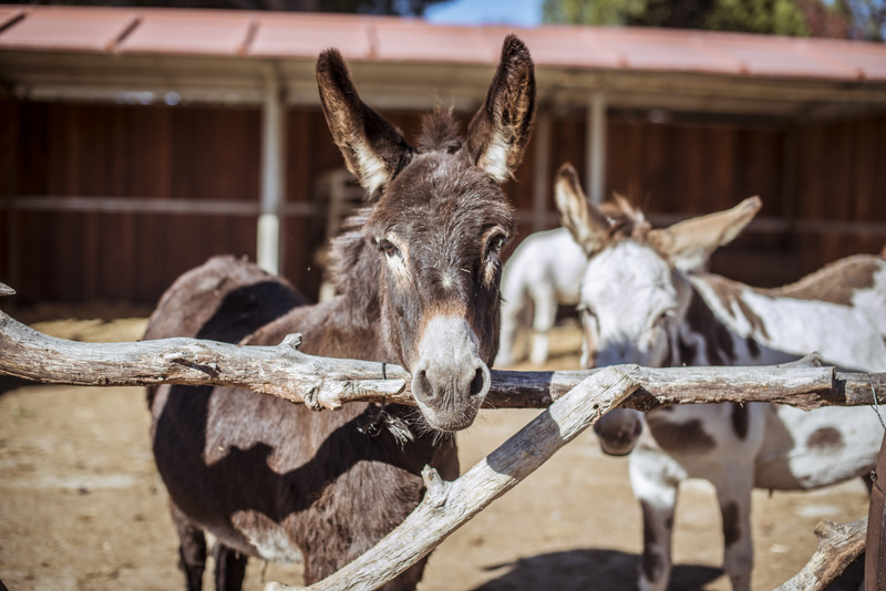 Burrolandia, la escapada perfecta con niños (¡y burros!) 2 Burrolandia | image